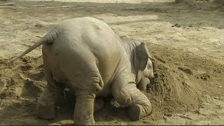 マイブーム😆砂山に埋もれるアジアゾウうらら🗻【東山動植物園】