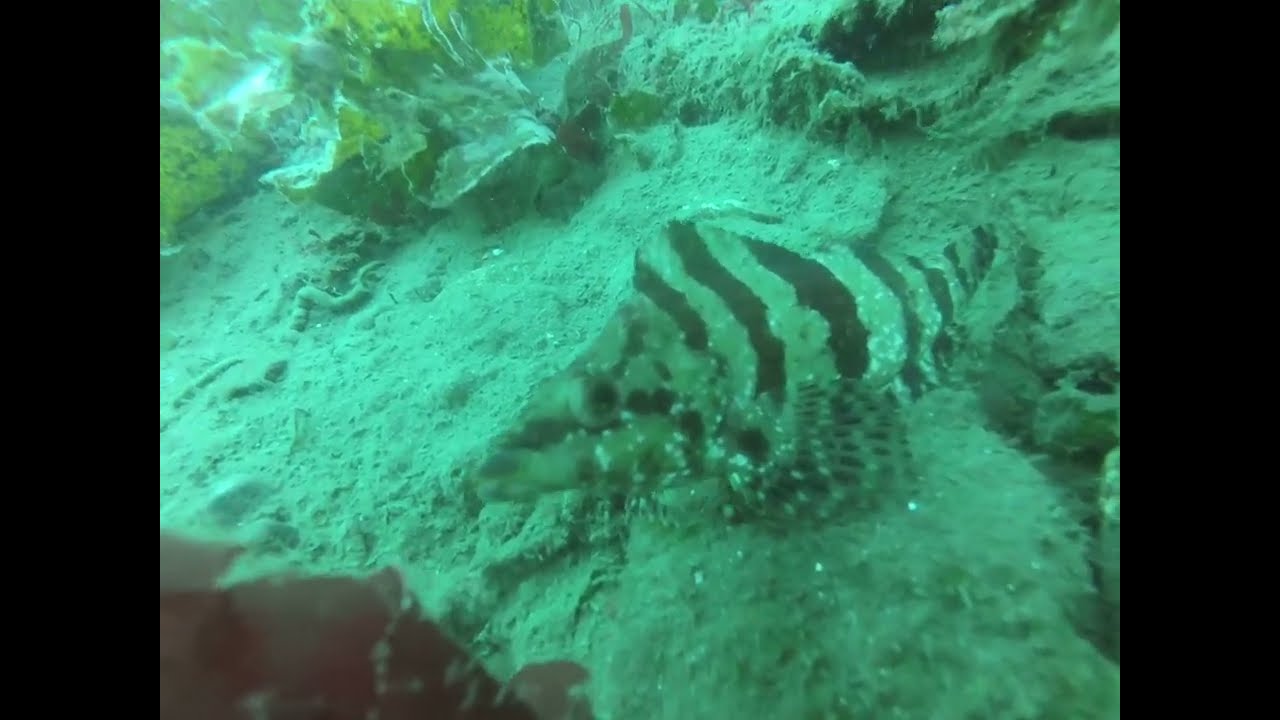 Saturday scuba diving in the Hood Canal YouTube