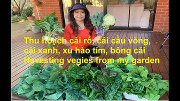 Bội thu cải rổ, cải cầu vòng, cải xanh, xu hào tím, bông cải| Harvesting vegies from my garden