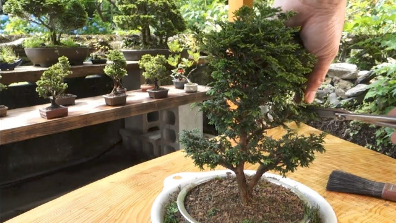 津山桧のザル植え作りの経過報告④ ♯646 - YouTube