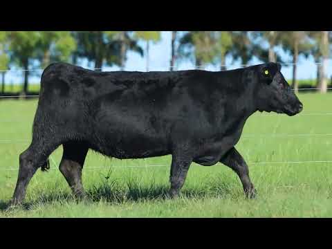 LOTE 12   TAT TE 4098 F Angus