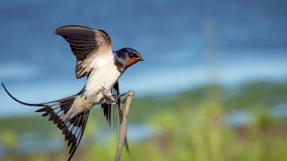 swallows sound download