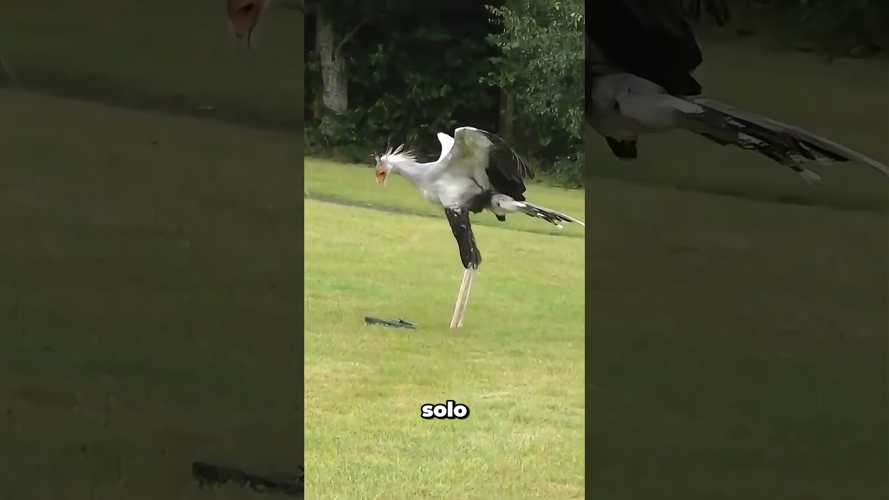 Este Pájaro Mata A Las Serpientes 😮