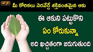 కరన కరకల తరచ అదభతమన ఆక Korikalu Neraverche Aaku Mana Daivam