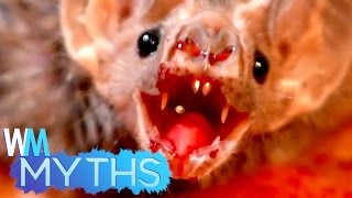 Top 5 Myths About Animals - Debunked
