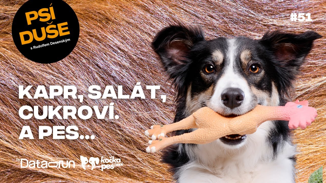 Vánoce se psem: Co všechno může pokazit jeden kousek cukroví | Psí duše #51