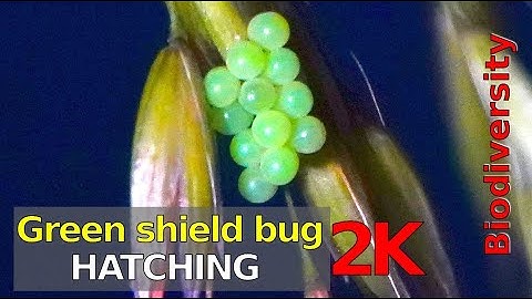 Raising Green shield bug from eggs Timelapse 2K