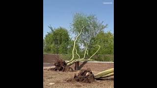 Strong winds from monsoon storm uproot trees in Phoenix