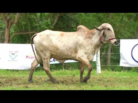 LOTE 37   FAZENDA CACHOEIRA   GAOM 278