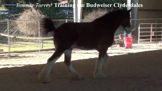 Tommie Turvey Training the Budweiser Clydesdales for the 2013 SB Commercial