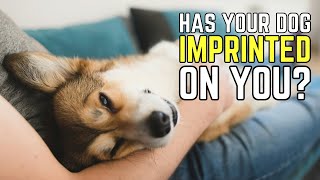 10 Signs Your Dog Has Imprinted On You | Man's Best Friend Explained | Pet Insider by Pet Insider 604 views 2 months ago 3 minutes, 57 seconds