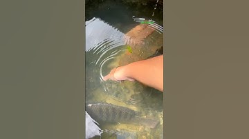 Cá Lớn - bắt Cá Rô Phi Khủng thật khó 😱 #khacthuyvlogg