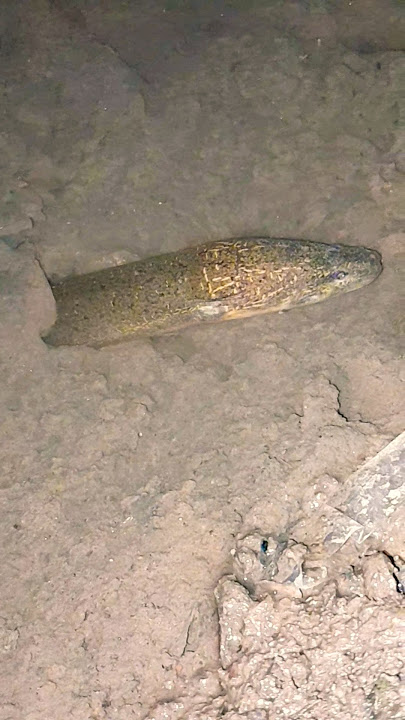 Hii scary the first time I saw an eel coming out of a hole #scary #eelcatch #eel #youtubehome #sh...