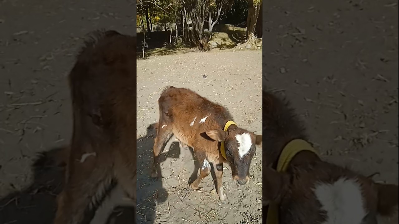 cow baby 
