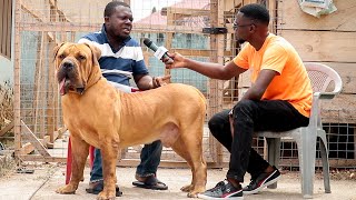 A visit to Hallmark Boerboels | The Pharmacist who has an undying love for boerboels