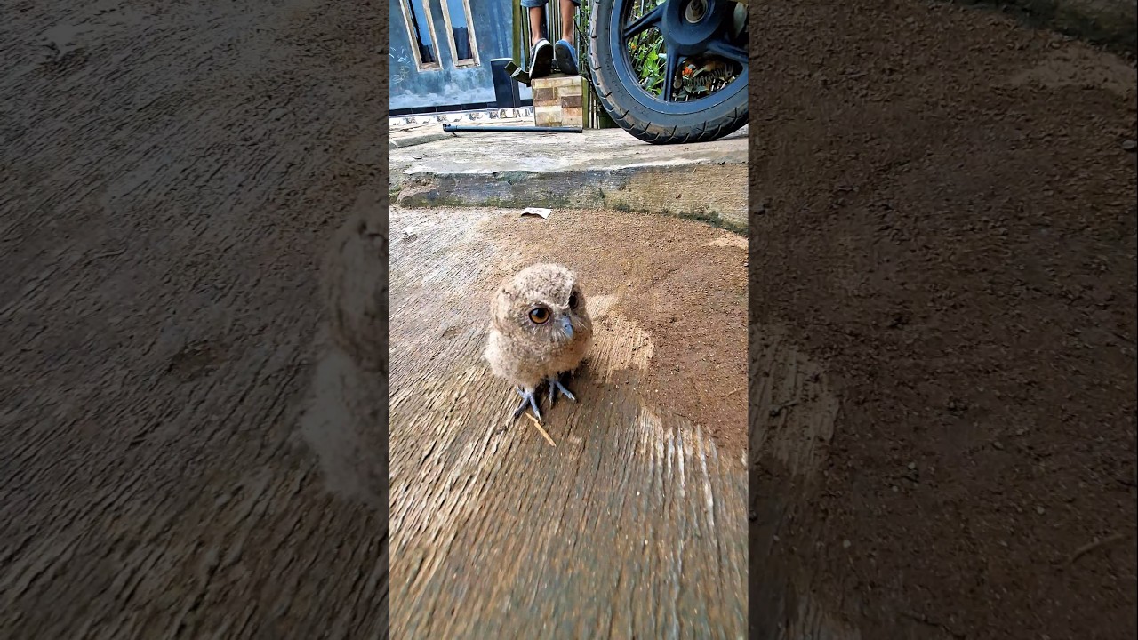 Burung hantunya keluar dari lobang 