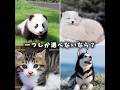 一つしか選べないなら？ #動物 #可愛い #犬 #猫 #癒し