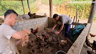 planting papaya trees, treating diseases for chicks. life in the mountains and forests (EP193)