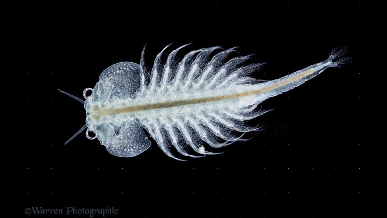 FLOWERHORN Live Brine Shrimp YouTube