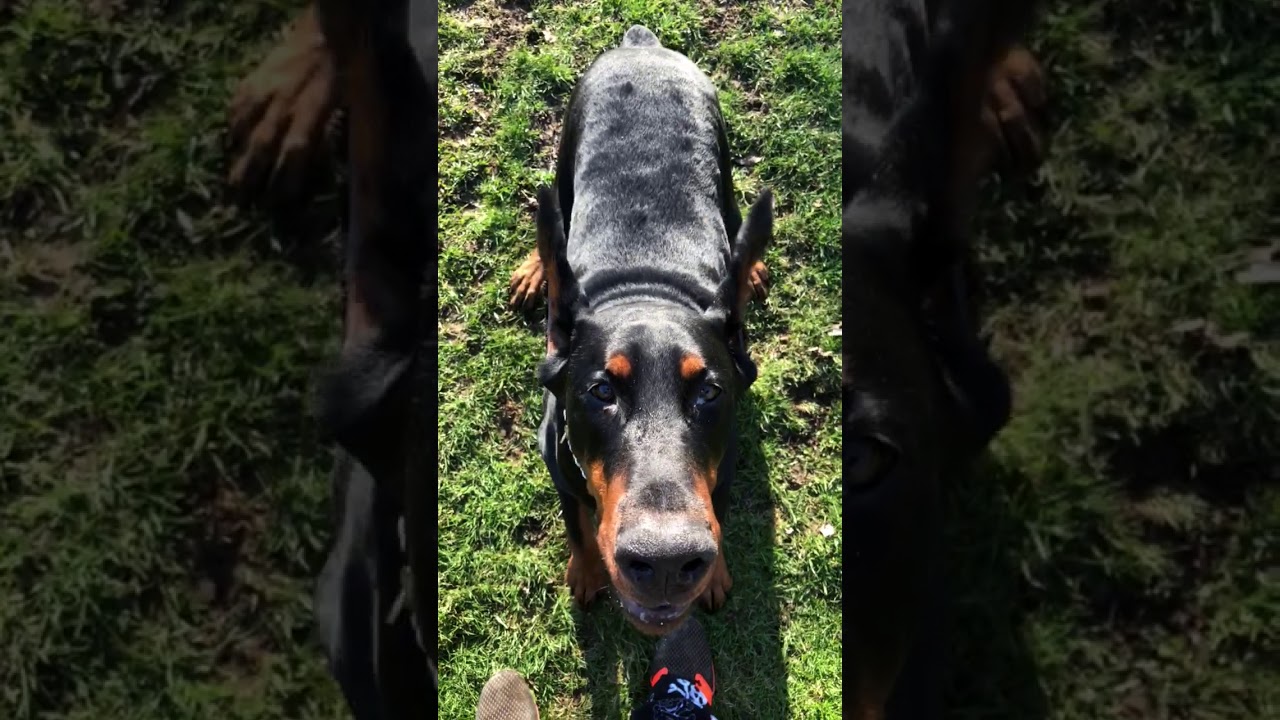2 year old Doberman Pinscher Otto Maddick of Hermit Acres 