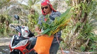 Download lagu SEND SERIOUS, TURMERIC, SWEET BULBS TO THE GARDEN AND GROW BLACK PEPPER TREE //