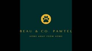 Luxury One-to-One Dog Boarding in Wistow North Yorkshire Beau Co Pawtel