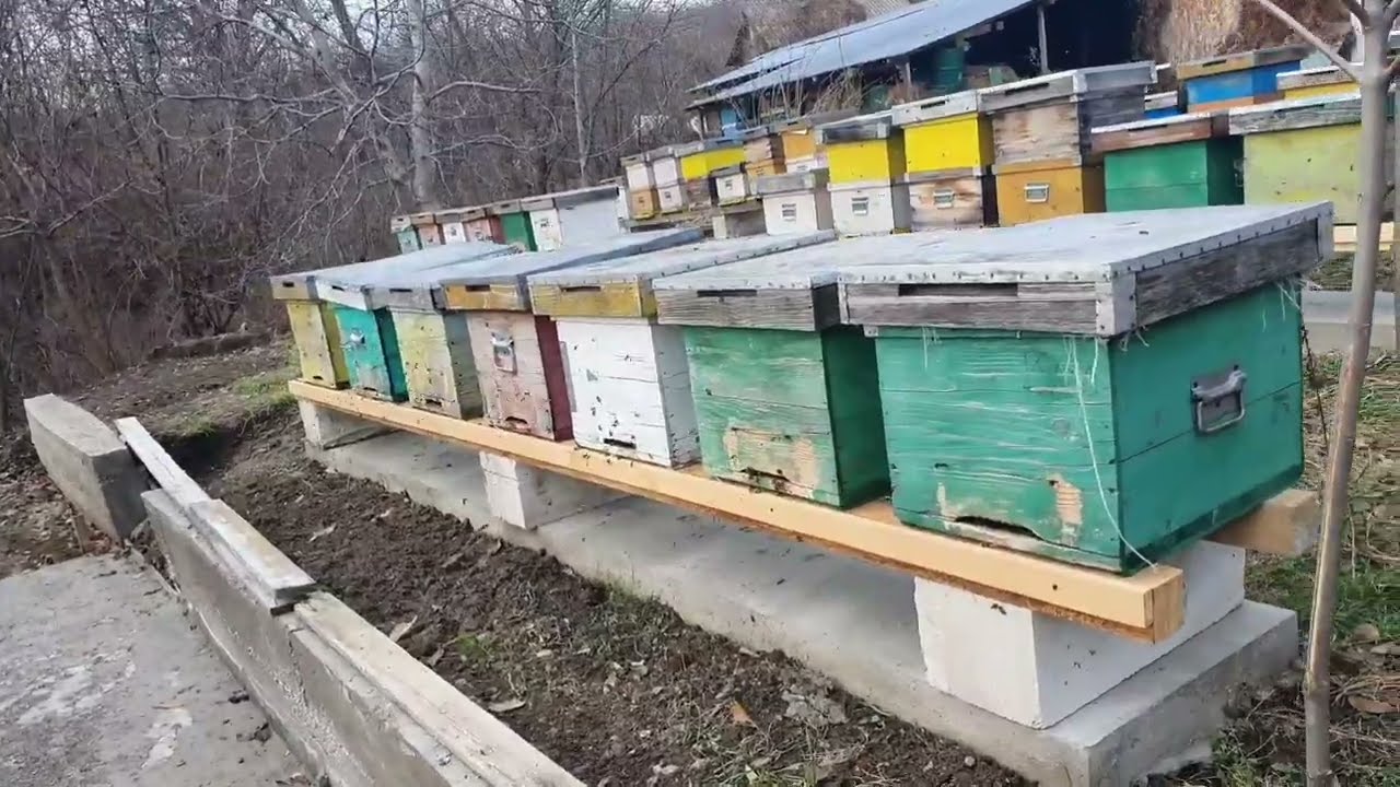 Ce lucrări efectuez in stupină in luna decembrie atunci când albinele ies la zbor.