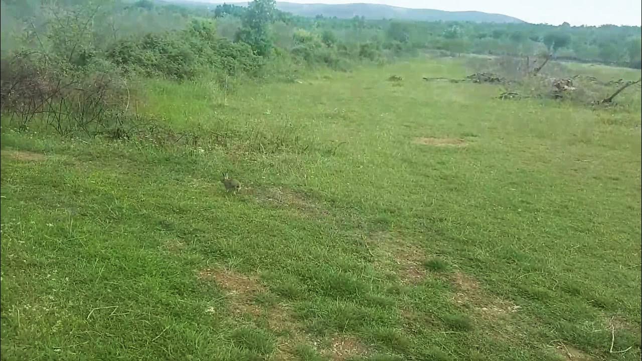 Rabbit is running away from me YouTube