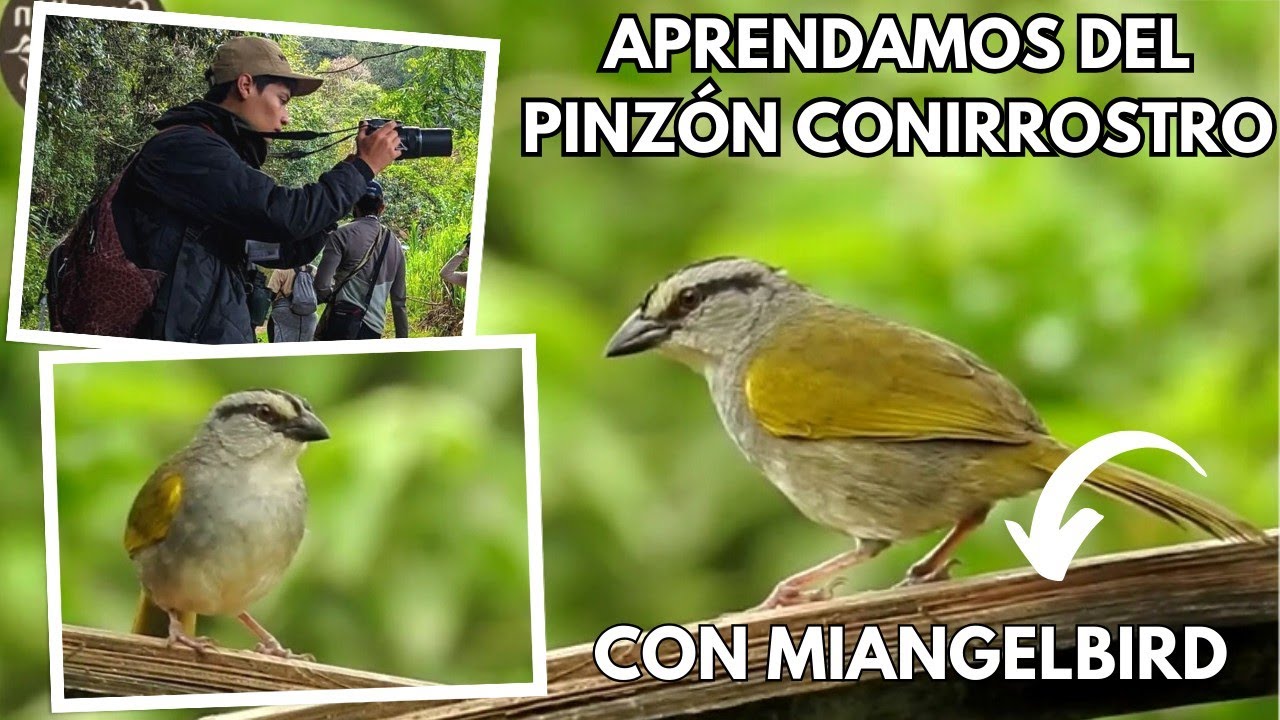 Pinzón Conirrostro/Black-striped Sparrow/Arremonops conirostris (26/1941) 