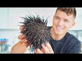 Eating Live Sea Urchin