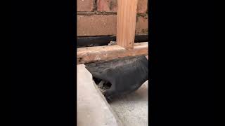 How to remove waterproofing from a shower/ bathroom #bunnings #renovationtips #waterproofing