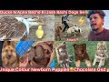 Simba K Unique Colour K Puppies Hua😍Chocolate Gsd🐶Ducks N Dogs Par Hamla Krdiya😨Bacho Ki Jaan Bachai