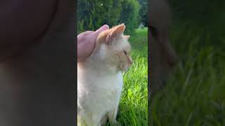 Super cute beautiful Ginger flame 🔥 point Siamese cat in the garden part 311 of 10,000 #cat #viral