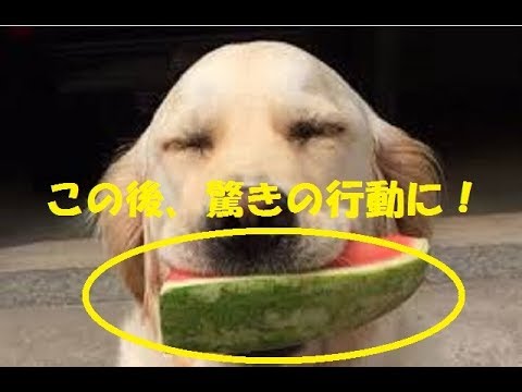 ラブラドールレトリバー その寝相はなに ゴールデンレトリバーが可愛い おもしろペット総集編 犬 Youtube配信 観たい おもしろい 動画まとめsite Funny Net