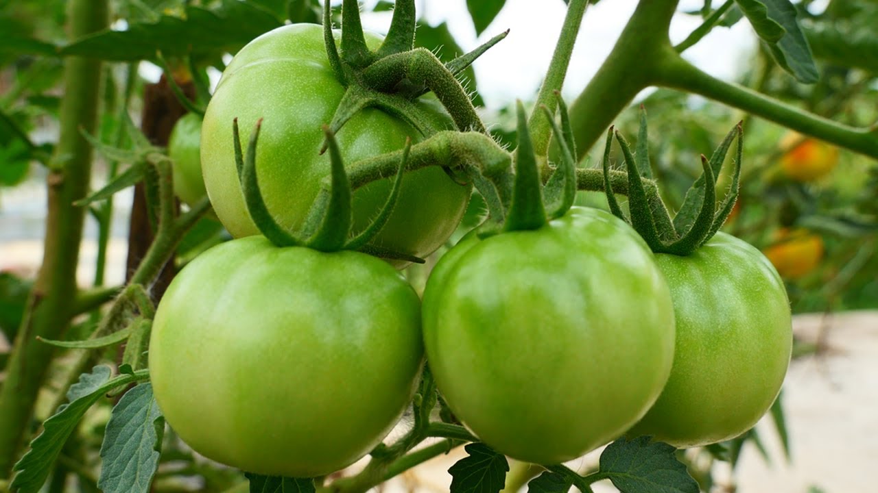 Tomato Harvest TimeIt's fruitful this yearLifestyle Sharing YouTube