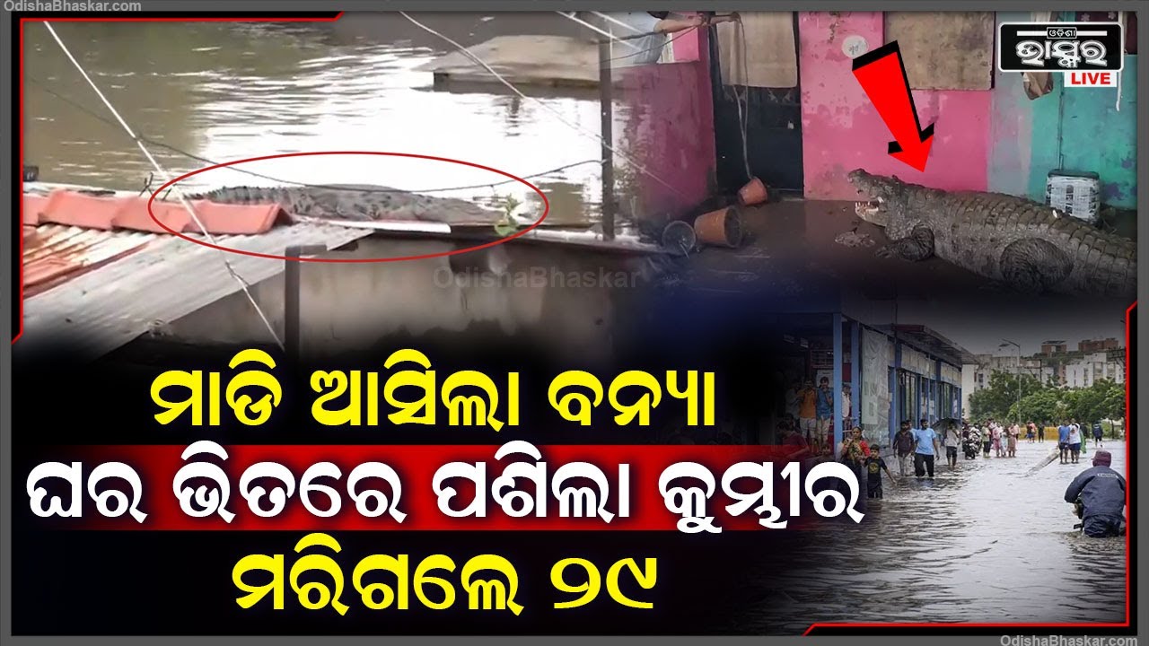 ପ୍ରବଳ ବର୍ଷା ଯୋଗୁ ହେଲା ବନ୍ୟା ..ଘରେ ପାଣି ସହ ପଶିଗଲା କୁମ୍ଭୀର ..ଆଉ ତାପରେ ଯାହାହେଲା ..