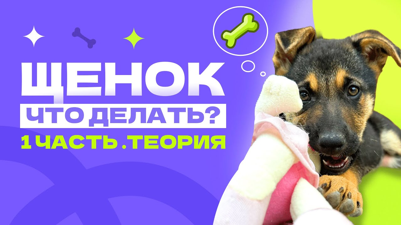 ЧТО ДЕЛАТЬ С ЩЕНКОМ? Что купить щенку, график у щенка, как общаться с щенком? ЧАСТЬ 1