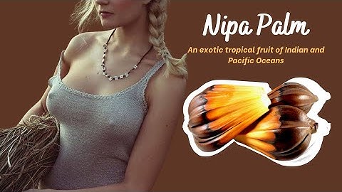 Amazing Fruits: Nipa Palm