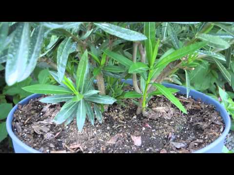 Vídeo: El Baladre (Nerium Oleander) és Una Planta Excel·lent Per Decorar Habitacions àmplies I En Creixement