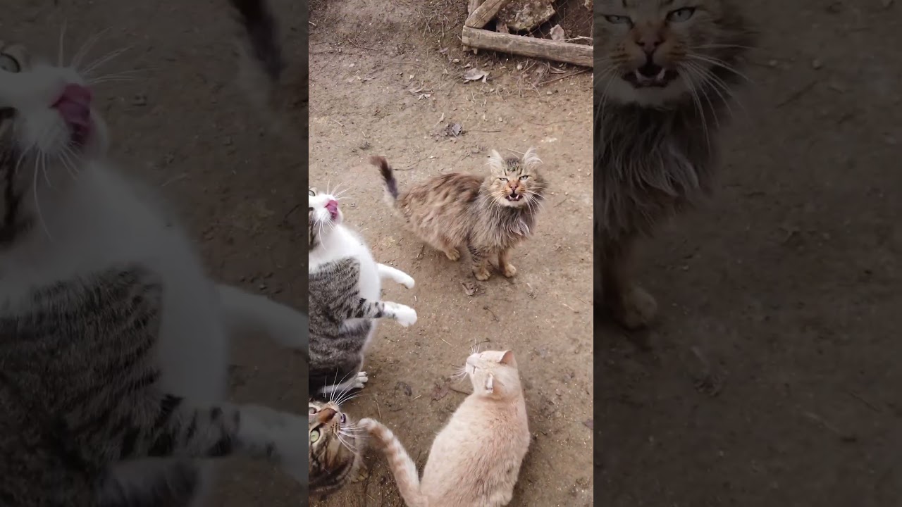 Feline Frolic: Trio of Cats Embark on a Joyful Jumping Expedition