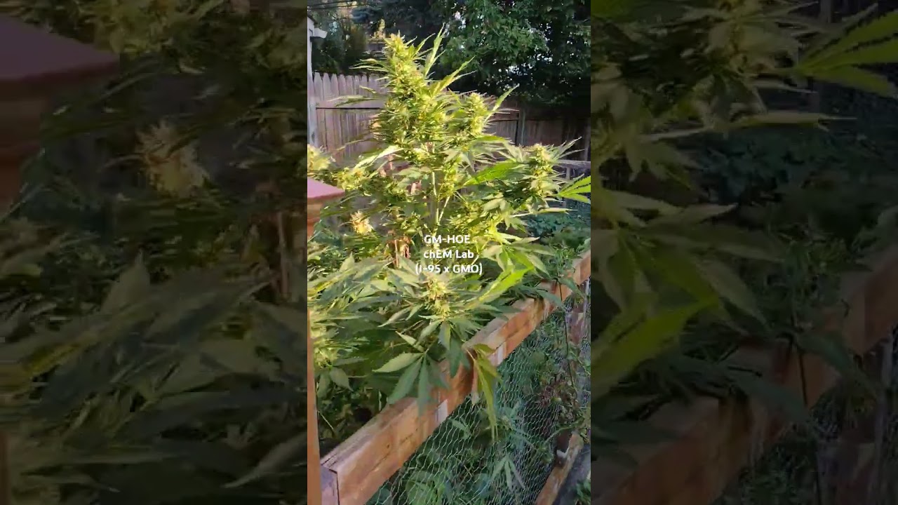 GM-HOE (GMO x I-95#1) chEM Lab