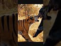 #music #animals #lifeisbutadream #wildlife #whowillbemylifepartnerta #tiger #animals #newsong