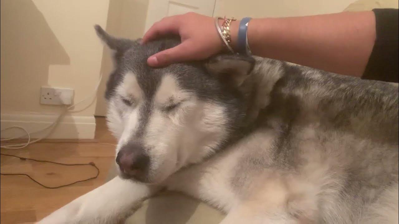 Husky falling asleep and loves a tickle!!! YouTube
