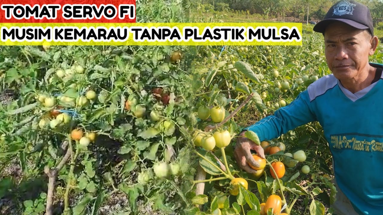 Panen perdana tomat servo F1 musim kemarau tanpa plastik mulsa