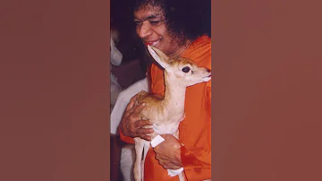 Waiting For Krishna Janmastami In Prasanthi Nilayam Sep 07 2023 