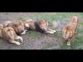 Бравая четвёрка молодых львов. # Тайган