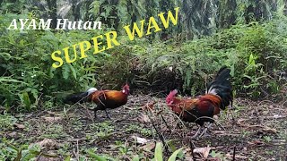 TAK disangka AYAM Hutan ini berencana eh ternyata