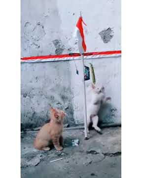 Kucing panjat pinang lihat kelucuannya Lomba 17 Agustusan