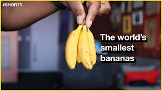 The world's smallest bananas #shorts