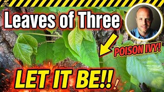 Leaves of three Let it be! Poison Ivy Identification